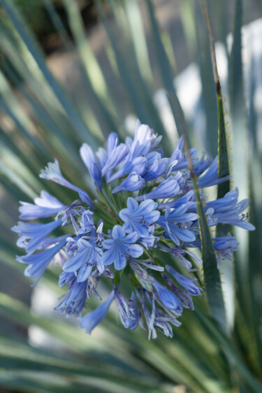 Photographie intitulée "Fleur d'Agapanthe" par Aurélien Comte, Œuvre d'art originale, Photographie numérique