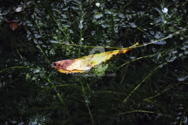 Fotografía titulada "végétal 8" por Ernest Tosetti, Obra de arte original, Fotografía digital