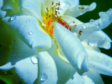 Photography titled "Flores 12" by Alfonso García, Original Artwork, Digital Photography