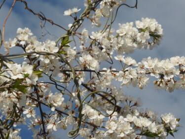 Photography titled "Le printemps ne dur…" by Odilon Talbot, Original Artwork, Digital Photography