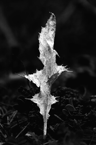 Fotografía titulada "Kissifrot ?" por Christophe Sécher, Obra de arte original, Fotografía digital