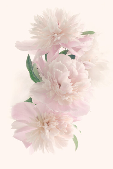 摄影 标题为“Flowerissimo_17140” 由Michael Vdovin, 原创艺术品, 数码摄影