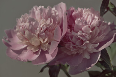 摄影 标题为“Flowerissimo_18942” 由Michael Vdovin, 原创艺术品, 数码摄影
