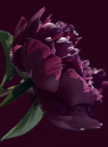 摄影 标题为“Flowerissimo_18892” 由Michael Vdovin, 原创艺术品, 数码摄影