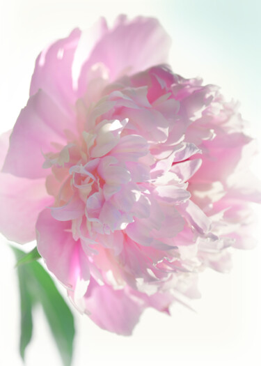摄影 标题为“Flowerissimo_19274” 由Michael Vdovin, 原创艺术品, 数码摄影