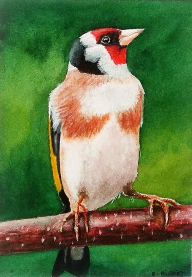 Painting titled "Chardonneret élégan…" by Sabrina Riggio, Original Artwork, Watercolor