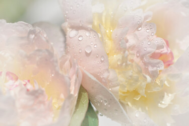 摄影 标题为“Flowerissimo_19974” 由Michael Vdovin, 原创艺术品, 数码摄影