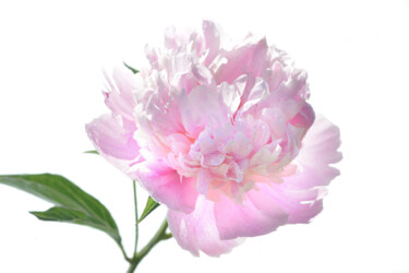 摄影 标题为“Flowerissimo_19305” 由Michael Vdovin, 原创艺术品, 数码摄影