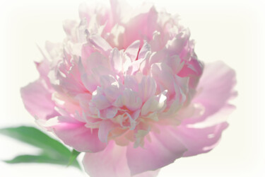 摄影 标题为“Flowerissimo_19271” 由Michael Vdovin, 原创艺术品, 数码摄影