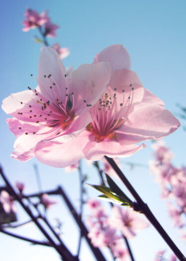 제목이 "Fleur de Sakura"인 사진 Aonaka로, 원작, 디지털