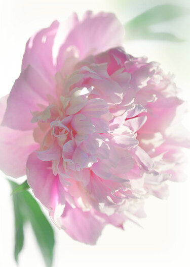 摄影 标题为“Flowerissimo_19273” 由Michael Vdovin, 原创艺术品, 数码摄影