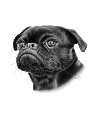 图画 标题为“Pugsie” 由Teresa Payne Art, 原创艺术品, 木炭