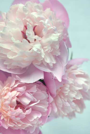 摄影 标题为“Flowerissimo_17007” 由Michael Vdovin, 原创艺术品, 数码摄影