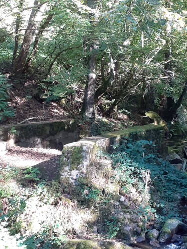 Photographie intitulée "Forêt 01" par Mf Arts-Créations, Œuvre d'art originale, Photographie numérique