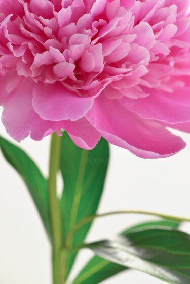 摄影 标题为“Flowerissimo_16624” 由Michael Vdovin, 原创艺术品, 数码摄影