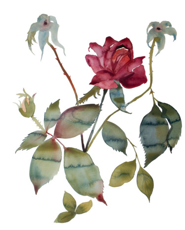 Rose Study No. 85 绘画 标题为“Rose Study No. 85” 由Elizabeth Becker, 原创艺术品, 水彩