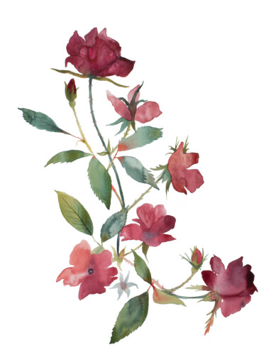 绘画 标题为“Rose Study No. 86” 由Elizabeth Becker, 原创艺术品, 水彩