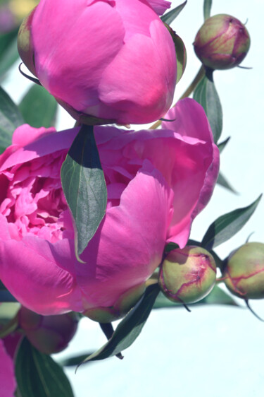 "Flowerissimo_17921" başlıklı Fotoğraf Michael Vdovin tarafından, Orijinal sanat, Dijital Fotoğrafçılık