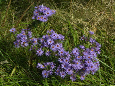 Wild Flowers Autumn 2023. Photographie intitulée "Wild Flowers Autumn…" par Doug R. W. Dunigan, Œuvre d'art originale, Photographie numérique