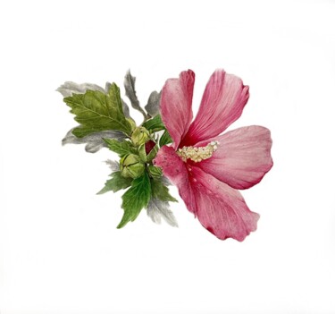 Pintura titulada "Hibiscus" por Olha Mosuzenko, Obra de arte original, Acuarela