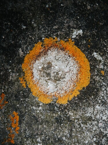 Fotografia intitolato "Micro astratto" da Peppeluciani, Opera d'arte originale, Fotografia non manipolata