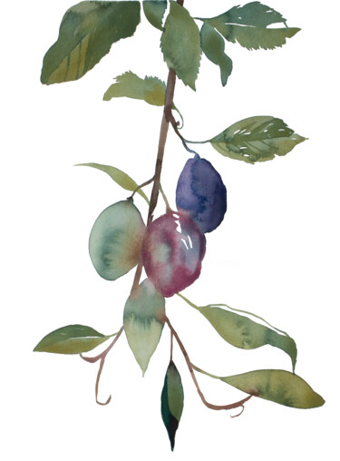Plum Study No. 2 绘画 标题为“Plum Study No. 2” 由Elizabeth Becker, 原创艺术品, 水彩