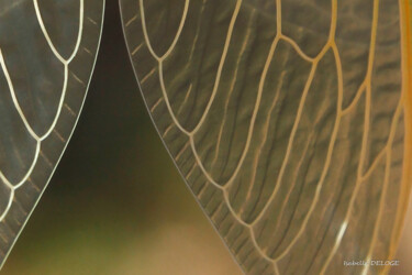 Photographie intitulée "AILES" par Isabelle Deloge, Œuvre d'art originale, Photographie non manipulée