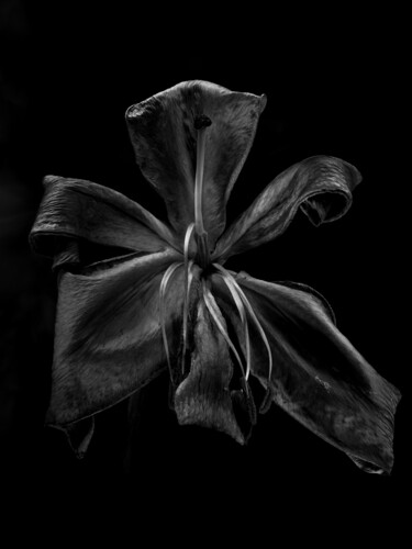 Photography titled "Lilium Vi" by Dino Codevilla, Original Artwork, Digital Photography