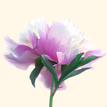 摄影 标题为“Flowerissimo_13911” 由Michael Vdovin, 原创艺术品, 数码摄影