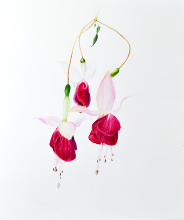 제목이 "Fuchsia magellanica"인 미술작품 Анна Баранова로, 원작, 수채화