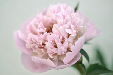 摄影 标题为“Flowerissimo_18774” 由Michael Vdovin, 原创艺术品, 数码摄影