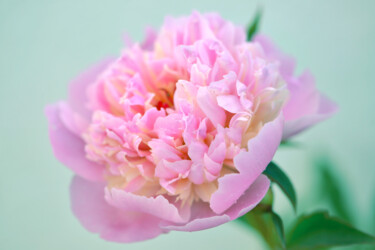 摄影 标题为“Flowerissimo_18772” 由Michael Vdovin, 原创艺术品, 数码摄影