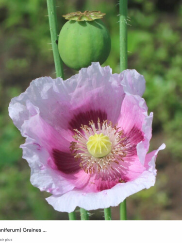 Peinture intitulée "Fleurs sauvage" par Jacques Tafforeau, Œuvre d'art originale, Aquarelle