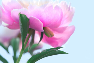摄影 标题为“Flowerissimo_13922” 由Michael Vdovin, 原创艺术品, 数码摄影