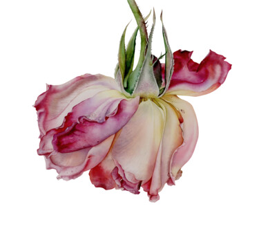 Painting titled "Faded Rose" by Olha Korniienko, Original Artwork, Watercolor