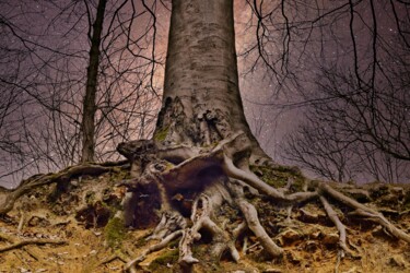 Photography titled "DES RACINES ET DES…" by Rémy Vallée, Original Artwork, Digital Photography