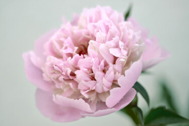 摄影 标题为“Flowerissimo_18773” 由Michael Vdovin, 原创艺术品, 数码摄影