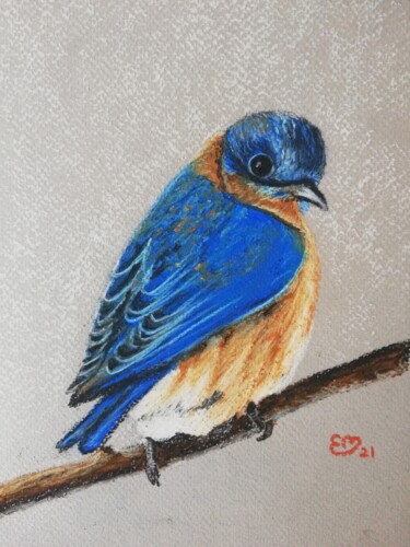 제목이 "Merle bleu de l'Est"인 그림 Élisa Brun로, 원작, 파스텔