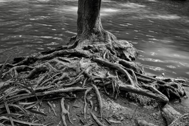 Photography titled "RACINES TENTACULAIR…" by Rémy Vallée, Original Artwork, Digital Photography