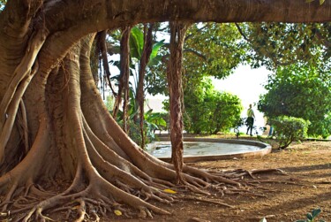 Photography titled "LE FICUS GEANT ET L…" by Rémy Vallée, Original Artwork, Digital Photography