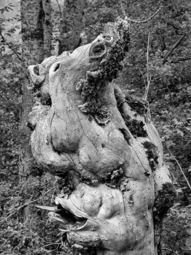 "L'ARBRE CHEVAL" başlıklı Fotoğraf Rémy Vallée tarafından, Orijinal sanat, Dijital Fotoğrafçılık