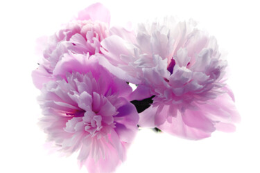 "Flowerissimo_17056" başlıklı Fotoğraf Michael Vdovin tarafından, Orijinal sanat, Dijital Fotoğrafçılık