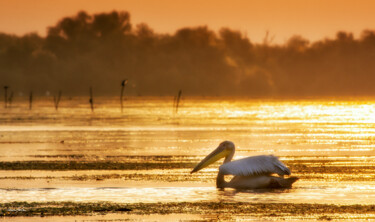 Photography titled "On the lake at suns…" by Grigore Roibu, Original Artwork, Digital Photography