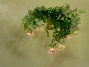 The Dance of the Flowers 摄影 标题为“The Dance of the Fl…” 由Pietro Cenini, 原创艺术品, 数码摄影