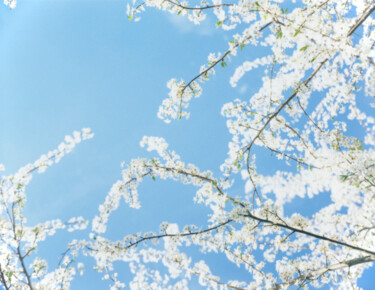 Photography titled "It's All Right" by Paul Alba, Original Artwork, Analog photography