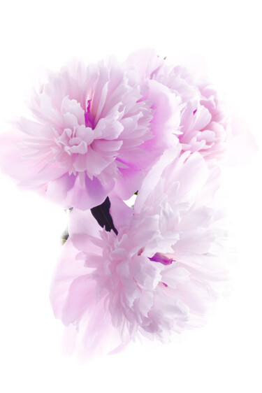 "Flowerissimo_17059" başlıklı Fotoğraf Michael Vdovin tarafından, Orijinal sanat, Dijital Fotoğrafçılık