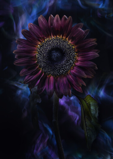 Photography titled "Helianthus annuus Vi" by Dino Codevilla, Original Artwork, Light Painting