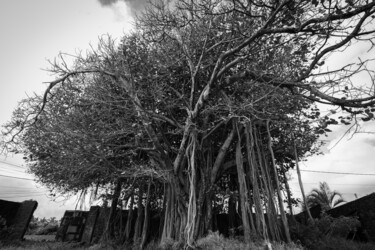 Photography titled "Le Grand Banian" by Jean-Guy Nakars, Original Artwork, Digital Photography