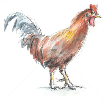 Drawing titled "Coq bankiva" by Mgr, Original Artwork, Ink