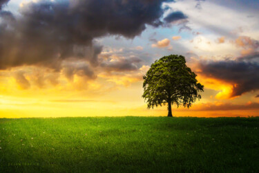 A lone tree under the cloudy sky in the field Photography titled "A lone tree under t…" by Dejan Travica, Original Artwork, Digital Photography